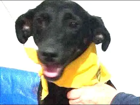 Cachorro raça srd idade 1 ano nome Bela 