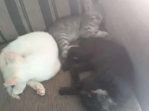 Gato raça Srd idade Abaixo de 2 meses nome Sem nome definido