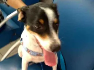 Cachorro raça mix pincher  idade  nome DUke