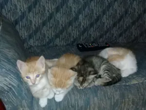 Gato raça Nao tem raça  idade 2 a 6 meses nome Não tem nome ainda