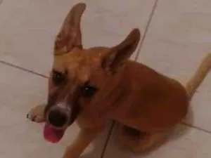 Cachorro raça Srd idade 2 a 6 meses nome Billu