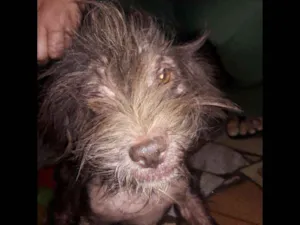 Cachorro raça Pulso com chitos idade 1 ano nome Cristal