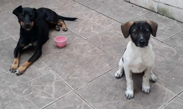 Cachorro ra a Basst idade 7 a 11 meses nome Lola e syndi