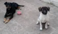 Lola e syndi
