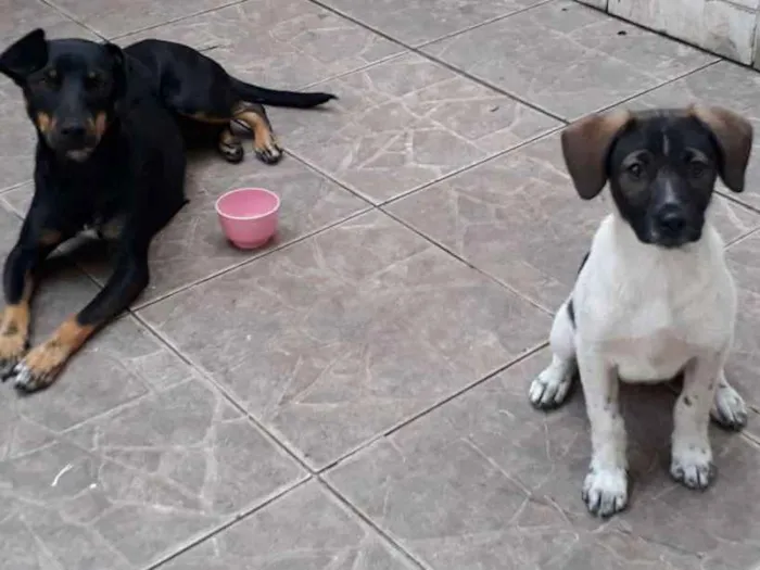 Cachorro ra a Basst idade 7 a 11 meses nome Lola e syndi