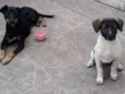 Lola e syndi