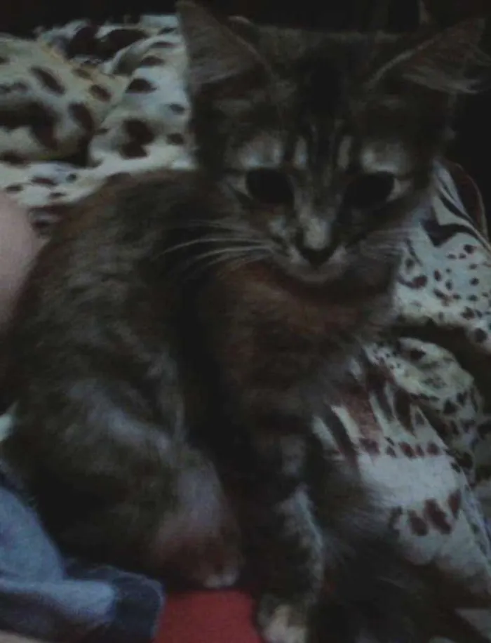 Gato ra a Sem raça definida idade 2 a 6 meses nome Sem nome 