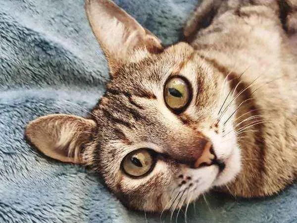 Gato ra a S/ raça idade 7 a 11 meses nome Penny