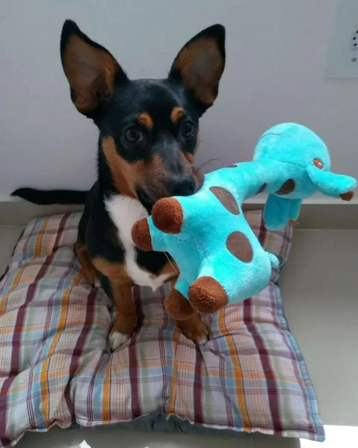 Cachorro ra a Srd idade 7 a 11 meses nome Tahani