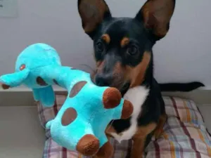 Cachorro raça Srd idade 7 a 11 meses nome Tahani