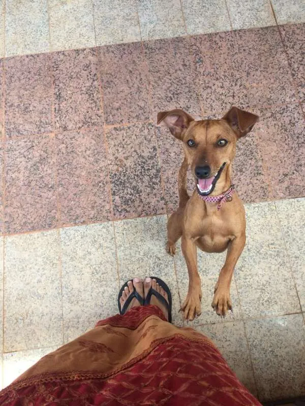 Cachorro raça SRD idade  nome Caramelo