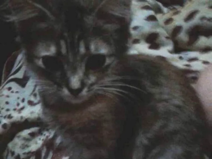 Gato ra a Sem raça definida idade 2 a 6 meses nome Sem nome 