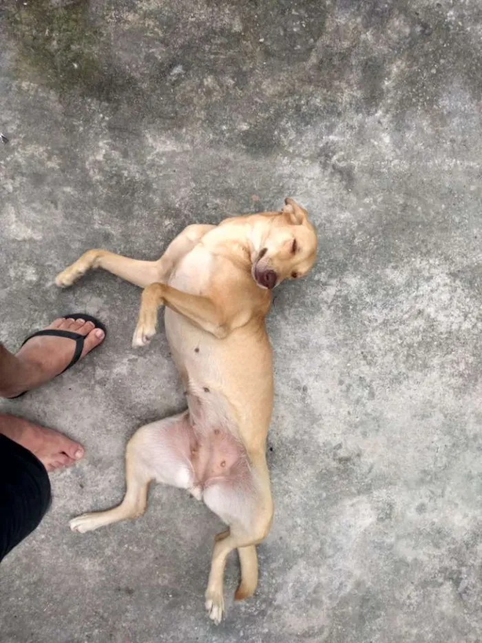 Cachorro raça Labrador c/ pastor alemão idade 3 anos nome Vitória