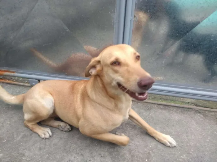 Cachorro raça Labrador c/ pastor alemão idade 3 anos nome Vitória