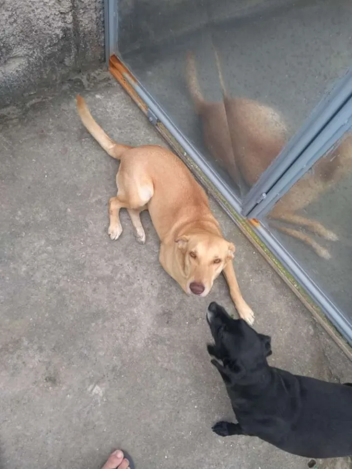 Cachorro raça Labrador c/ pastor alemão idade 3 anos nome Vitória