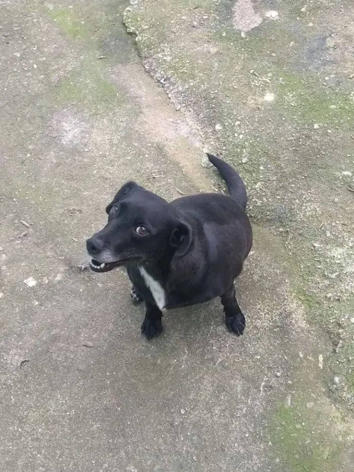 Cachorro raça SRD idade 3 anos nome Mali