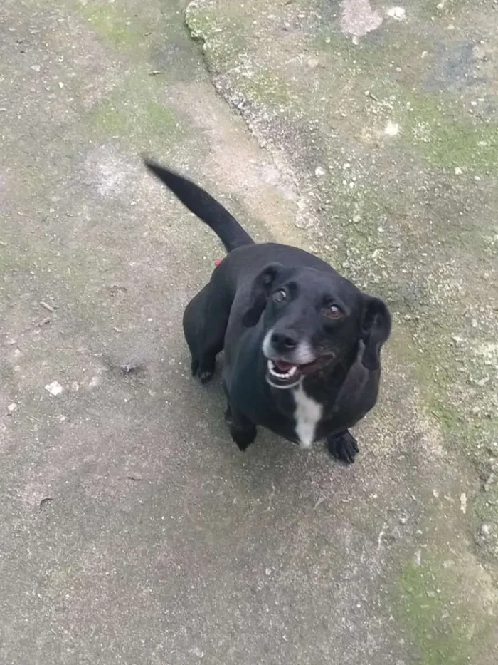 Cachorro raça SRD idade 3 anos nome Mali