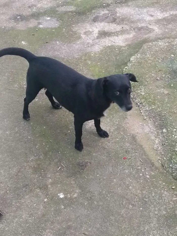 Cachorro raça SRD idade 3 anos nome Mali