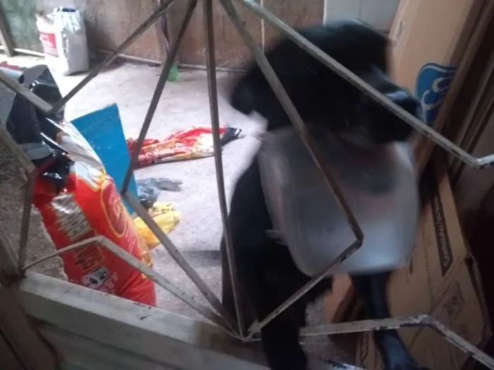 Cachorro raça SRD idade 3 anos nome Mali