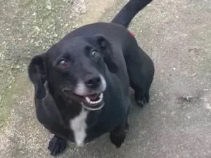 Cachorro raça SRD idade 3 anos nome Mali