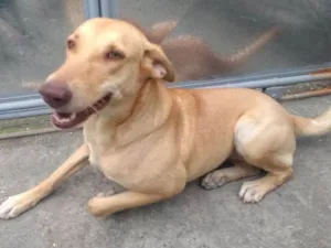 Cachorro raça Labrador c/ pastor alemão idade 3 anos nome Vitória