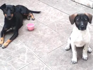 Cachorro raça Basst idade 7 a 11 meses nome Lola e syndi