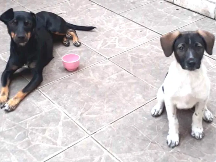 Cachorro ra a Basst idade 7 a 11 meses nome Lola e syndi