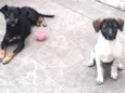 Lola e syndi