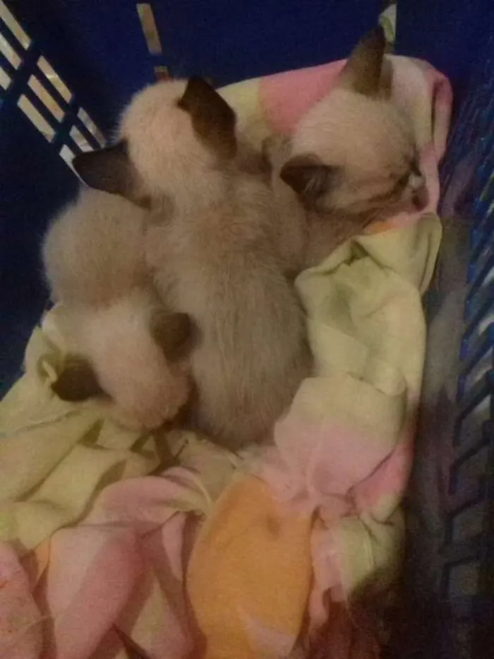 Gato raça  siameses idade 2 a 6 meses nome Sem nome 