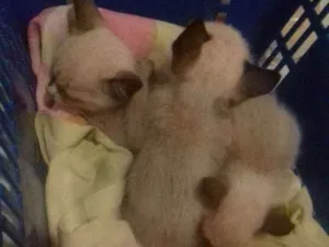 Gato raça  siameses idade 2 a 6 meses nome Sem nome 