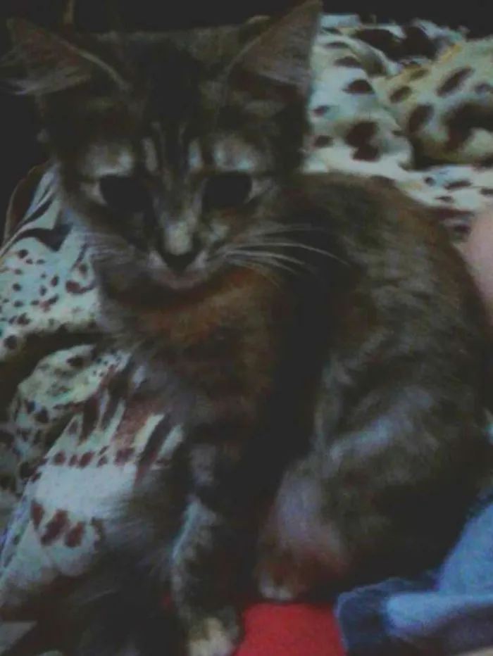 Gato ra a Sem raça definida idade 2 a 6 meses nome Sem nome 