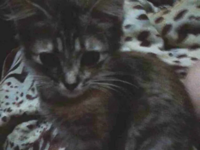 Gato ra a Sem raça definida idade 2 a 6 meses nome Sem nome 
