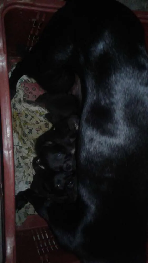 Cachorro raça vira lata idade Abaixo de 2 meses nome não tem nome por enq