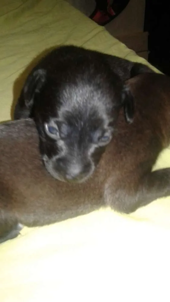 Cachorro raça vira lata idade Abaixo de 2 meses nome não tem nome por enq