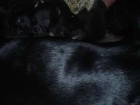Cachorro raça vira lata idade Abaixo de 2 meses nome não tem nome por enq