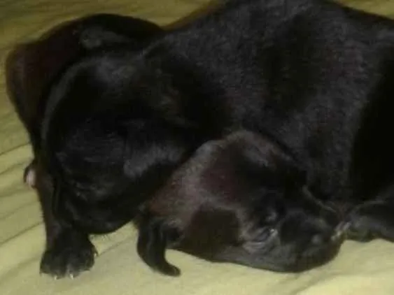 Cachorro raça vira lata idade Abaixo de 2 meses nome não tem nome por enq