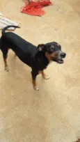 Bob