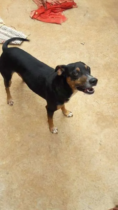 Cachorro ra a - idade 5 anos nome Bob