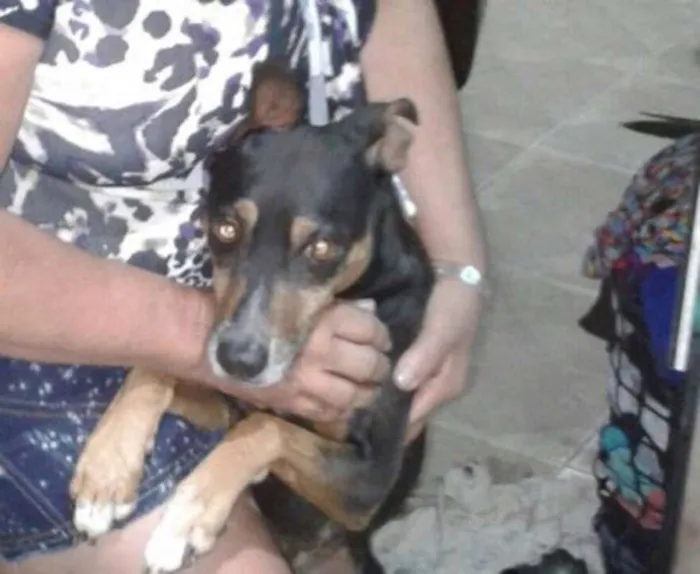 Cachorro ra a - idade 5 anos nome Bob