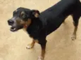 Bob