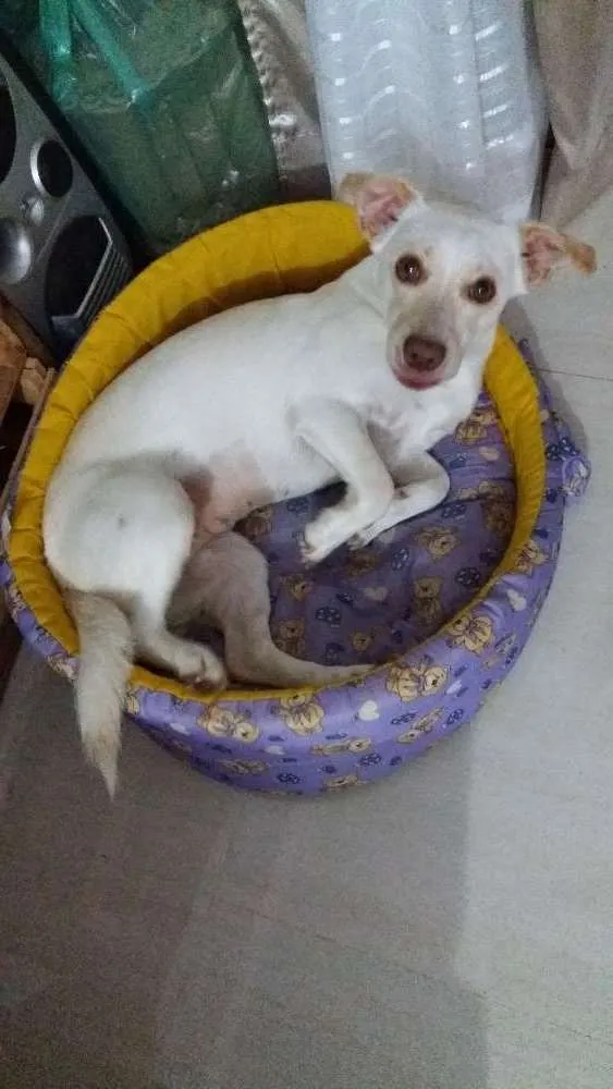 Cachorro ra a ND idade 1 ano nome Dara