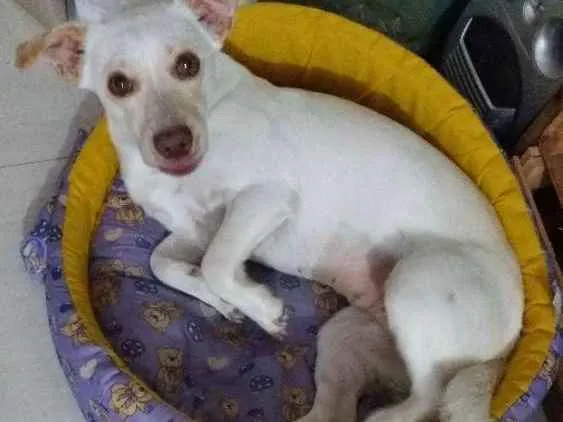 Cachorro ra a ND idade 1 ano nome Dara