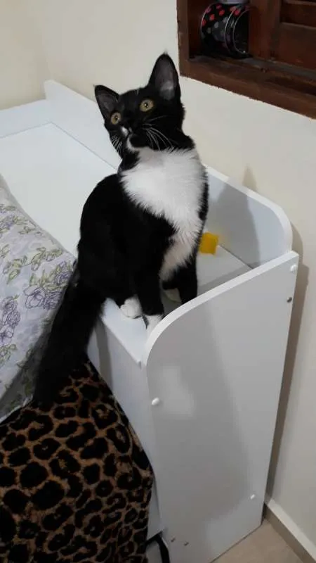 Gato ra a Vira Lata idade 7 a 11 meses nome Filho GRATIFICA