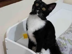 Gato raça Vira Lata idade 7 a 11 meses nome Filho GRATIFICA