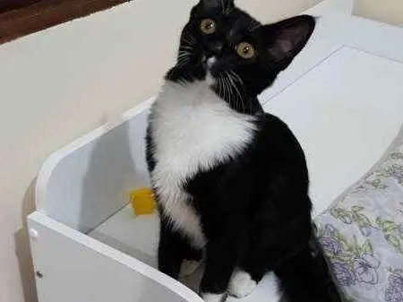 Gato ra a Vira Lata idade 7 a 11 meses nome Filho GRATIFICA