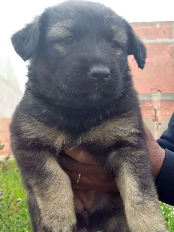 Cachorro ra a Vira lata idade 2 a 6 meses nome Não tem nome ainda