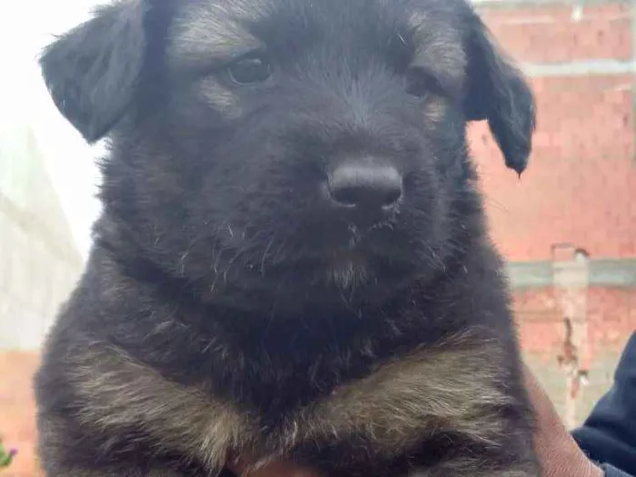 Cachorro ra a Vira lata idade 2 a 6 meses nome Não tem nome ainda