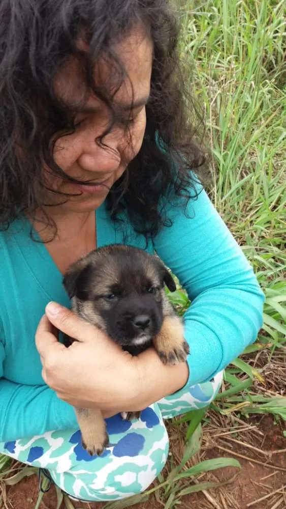 Cachorro ra a Vira lata idade 2 a 6 meses nome Não tem nome ainda
