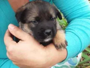 Cachorro raça Vira lata idade 2 a 6 meses nome Não tem nome ainda