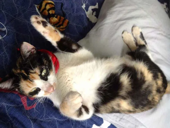 Gato raça SRD idade 2 a 6 meses nome Penélope 